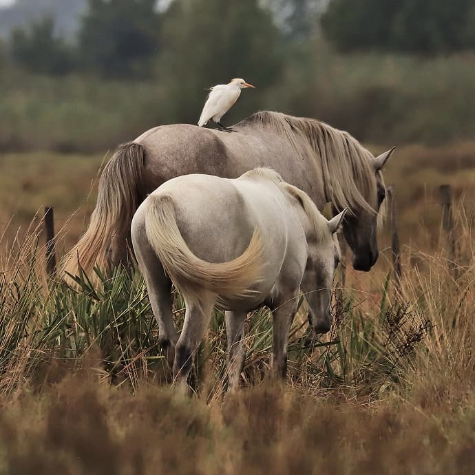 /img/horse-and-horse.jpg