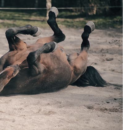 /img/horse-down.jpg